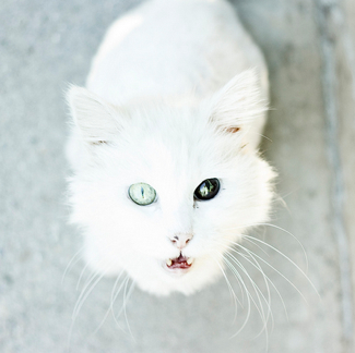 cat two color eyes